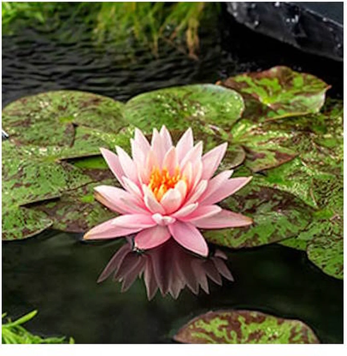 Nymphaea Colorado | Waterlelie | In 11CM pot de Moerings en Vert – photo produit
