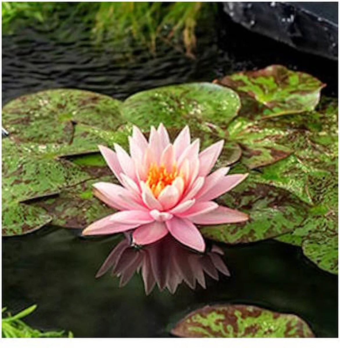 Nymphaea Colorado | Waterlelie | In 3L Mand de Moerings en Jaune – photo produit