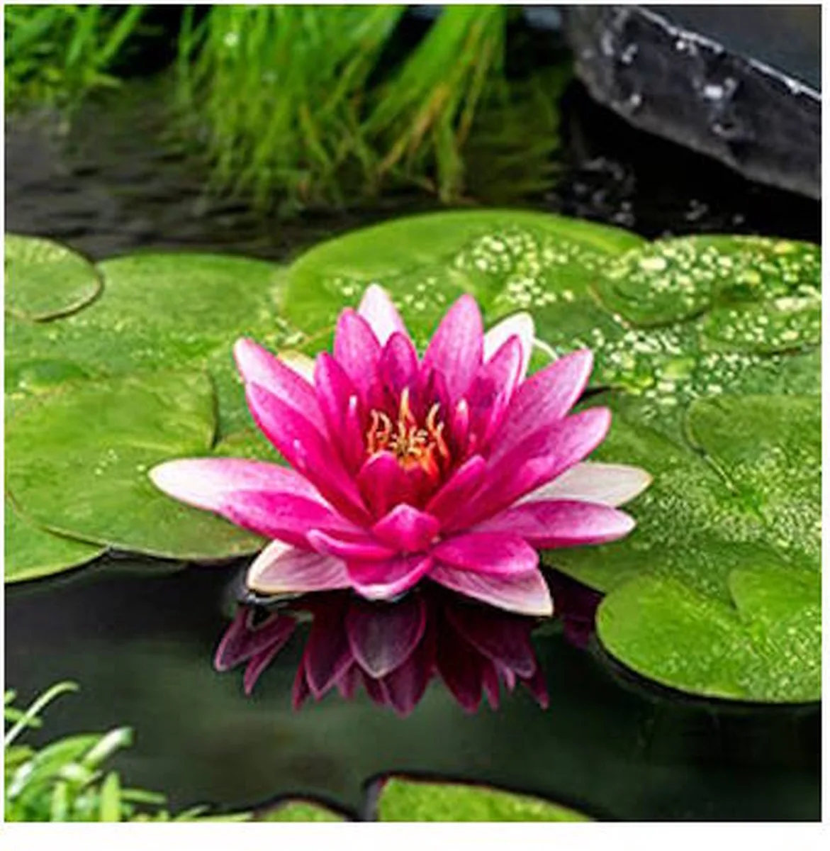 Nymphaea Escarboucle | Waterlelie | In 11CM pot von Moerings in Rot – Produktfoto