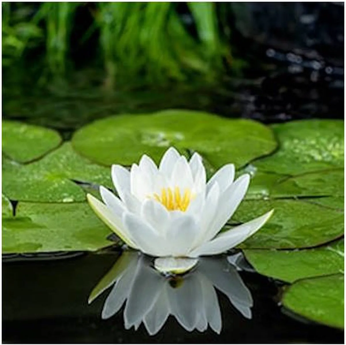 Nymphaea Fabiola | Waterlelie | In 11CM pot von Moerings in Rosa – Produktfoto