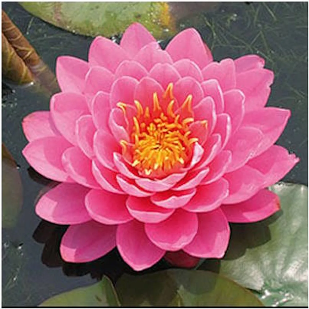 Nymphaea Fire Opal | Waterlelie | In 11CM pot de Moerings en Rose – photo produit