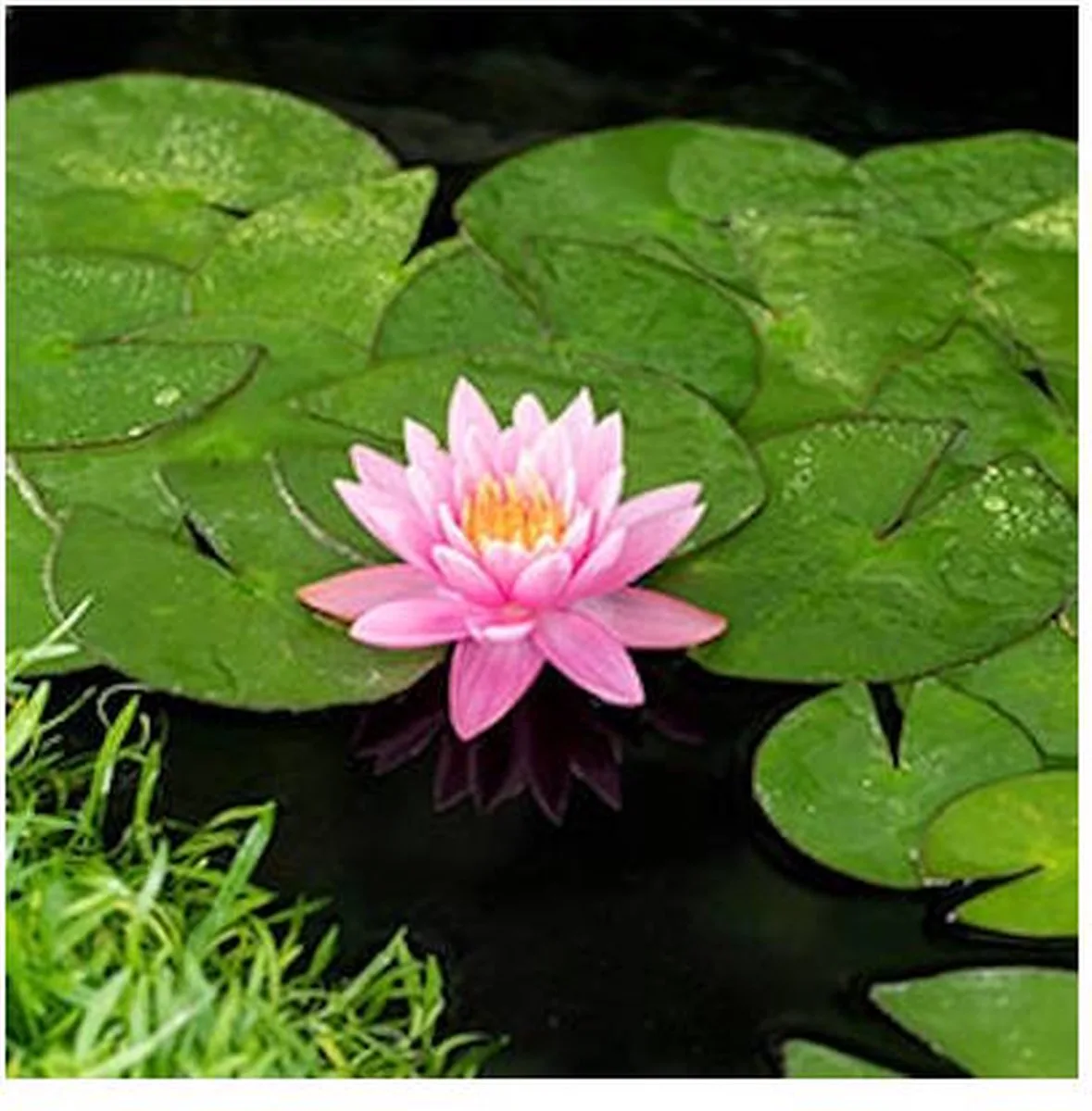 Nymphaea Firecrest | Waterlelie | In 3L Mand von Moerings – Produktfoto