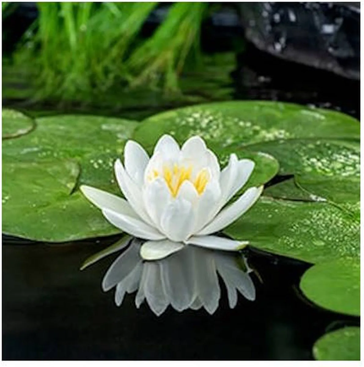 Nymphaea Gladstoniana | Waterlelie | In 11CM pot de Moerings en Jaune – photo produit