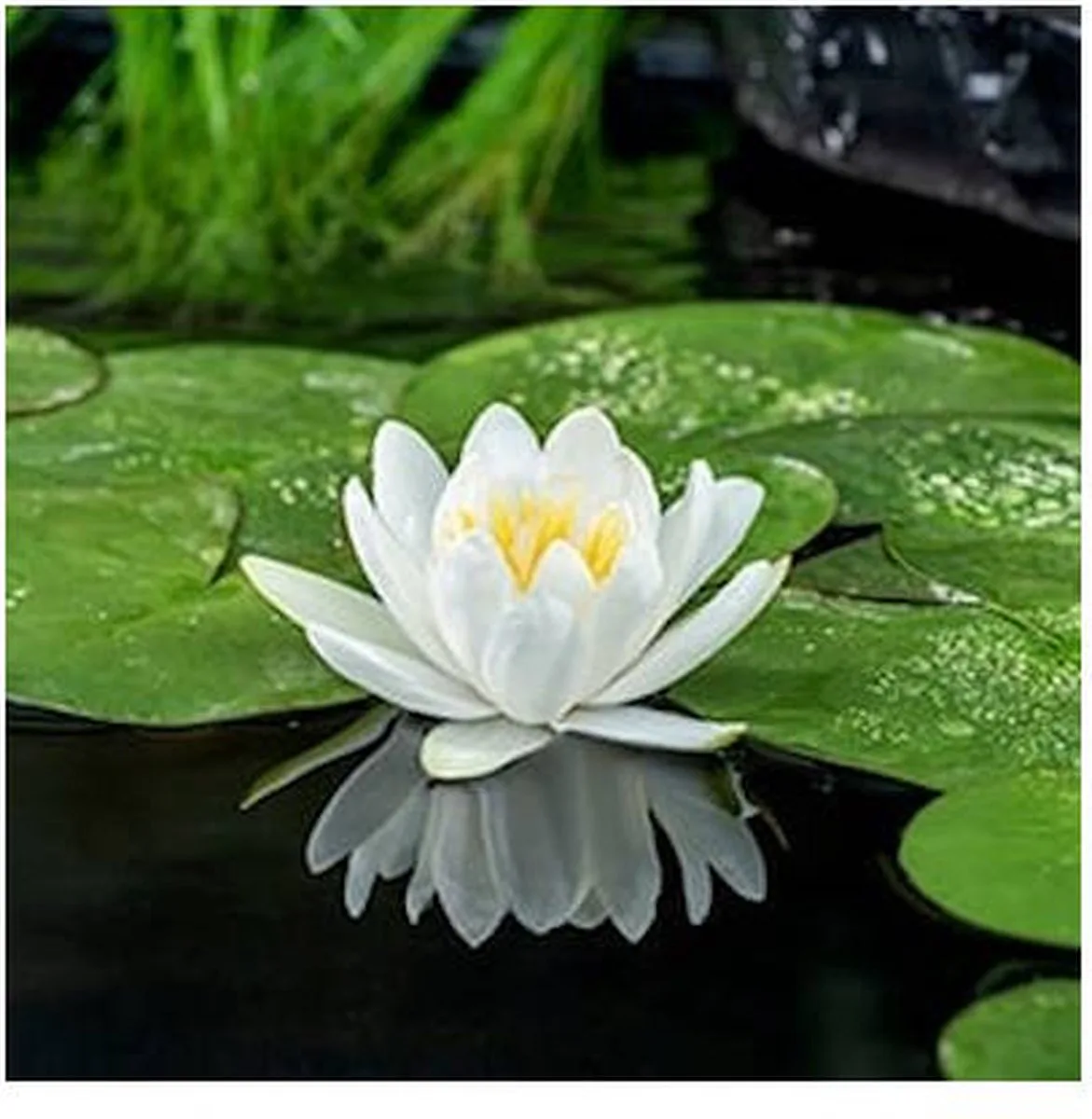 Nymphaea Gladstoniana | Waterlelie | In 3L Mand von Moerings in Weiß – Produktfoto