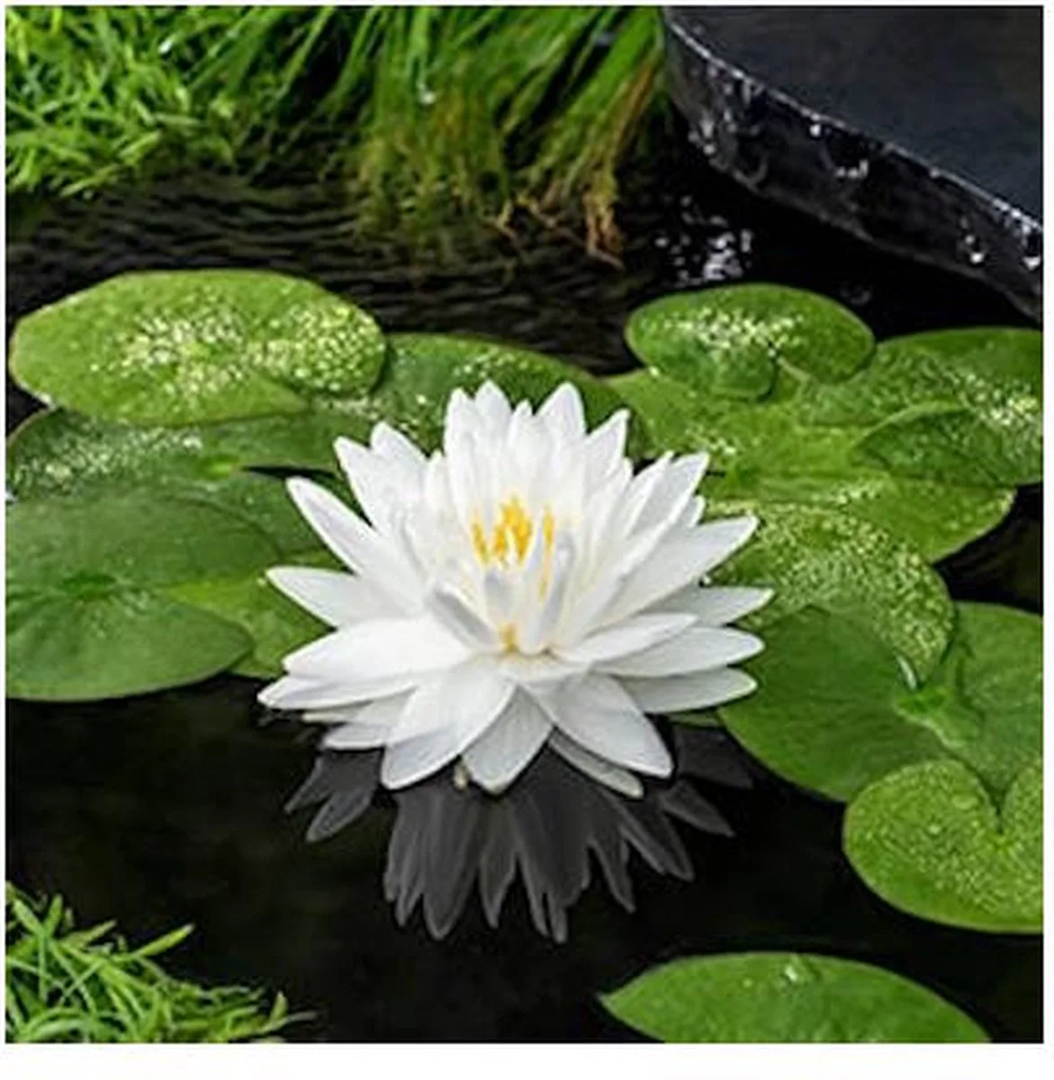 Nymphaea Gonnere | Waterlelie | In 11CM pot von Moerings in Gold – Produktfoto