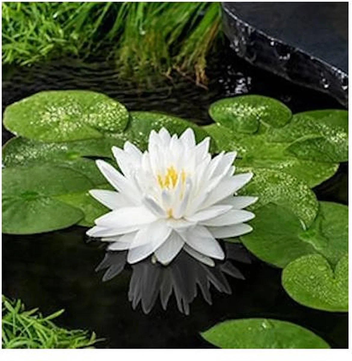 Nymphaea Gonnere | Waterlelie | In 3L Mand von Moerings in Weiß – Produktfoto