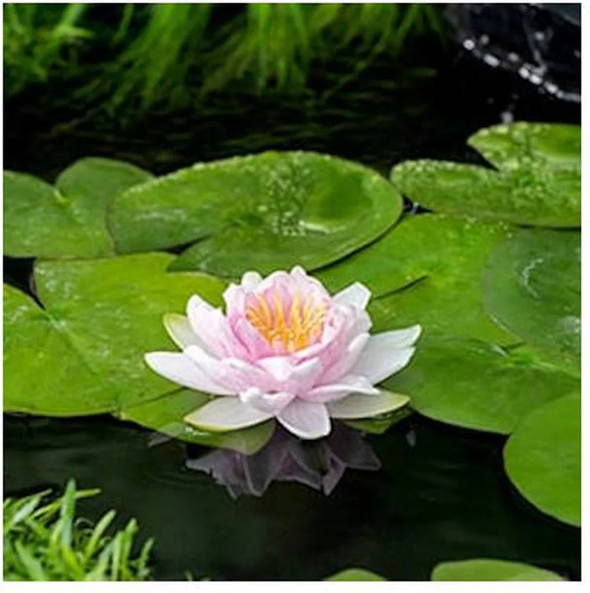 Nymphaea Hollandia | Waterlelie | In 11CM pot von Moerings in Grün – Produktfoto