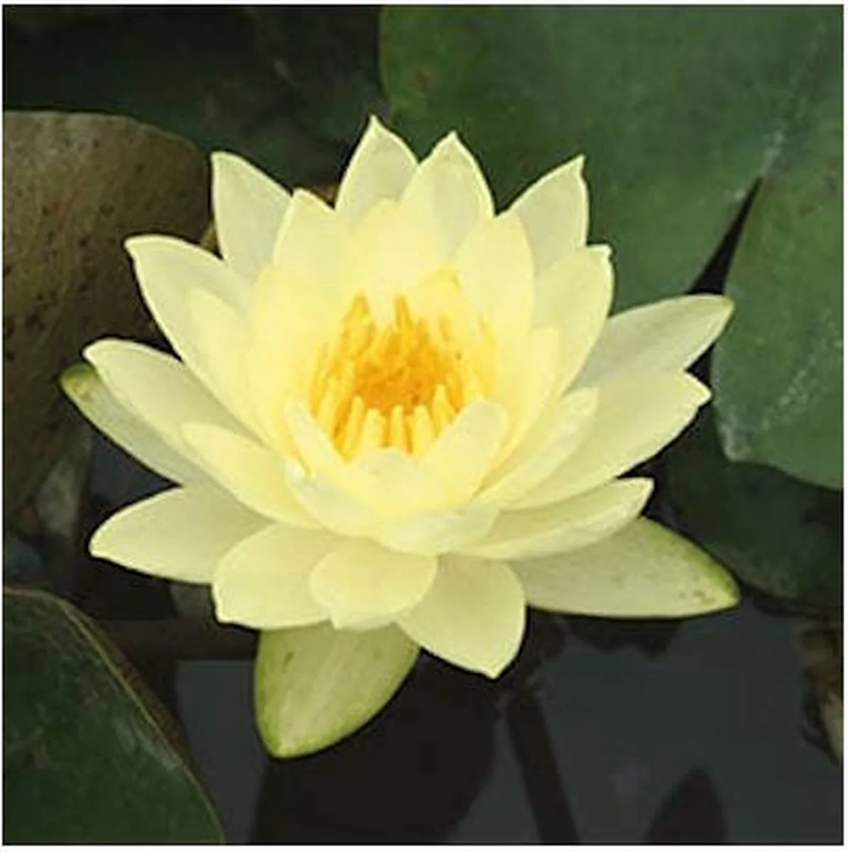 Nymphaea Joey Tomocik | Waterlelie | In 11CM pot by Moerings in Yellow – product photo