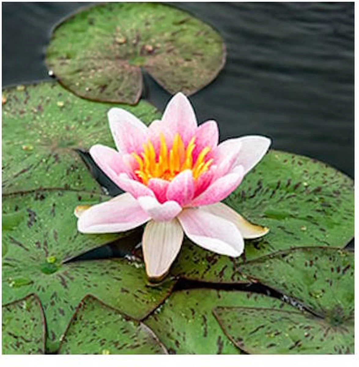Nymphaea Laydekeri Lilacea | Waterlelie | In 11CM pot de Moerings en Rose – photo produit