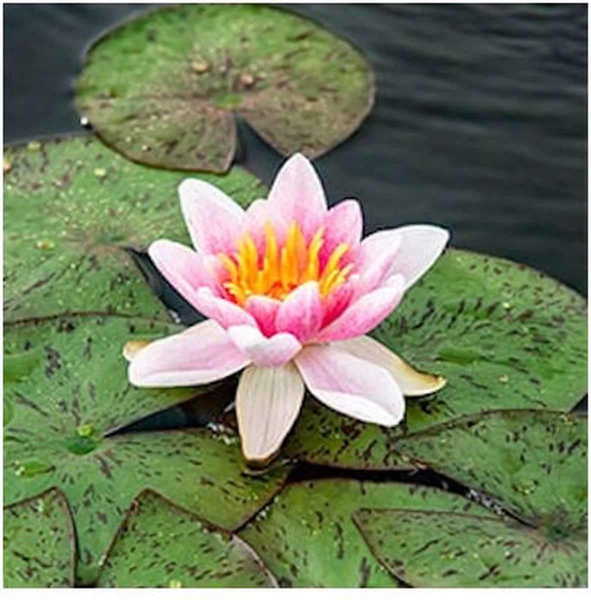Nymphaea Laydekeri Lilacea | Waterlelie | In 3L Mand från Moerings i Rosa – produktbild