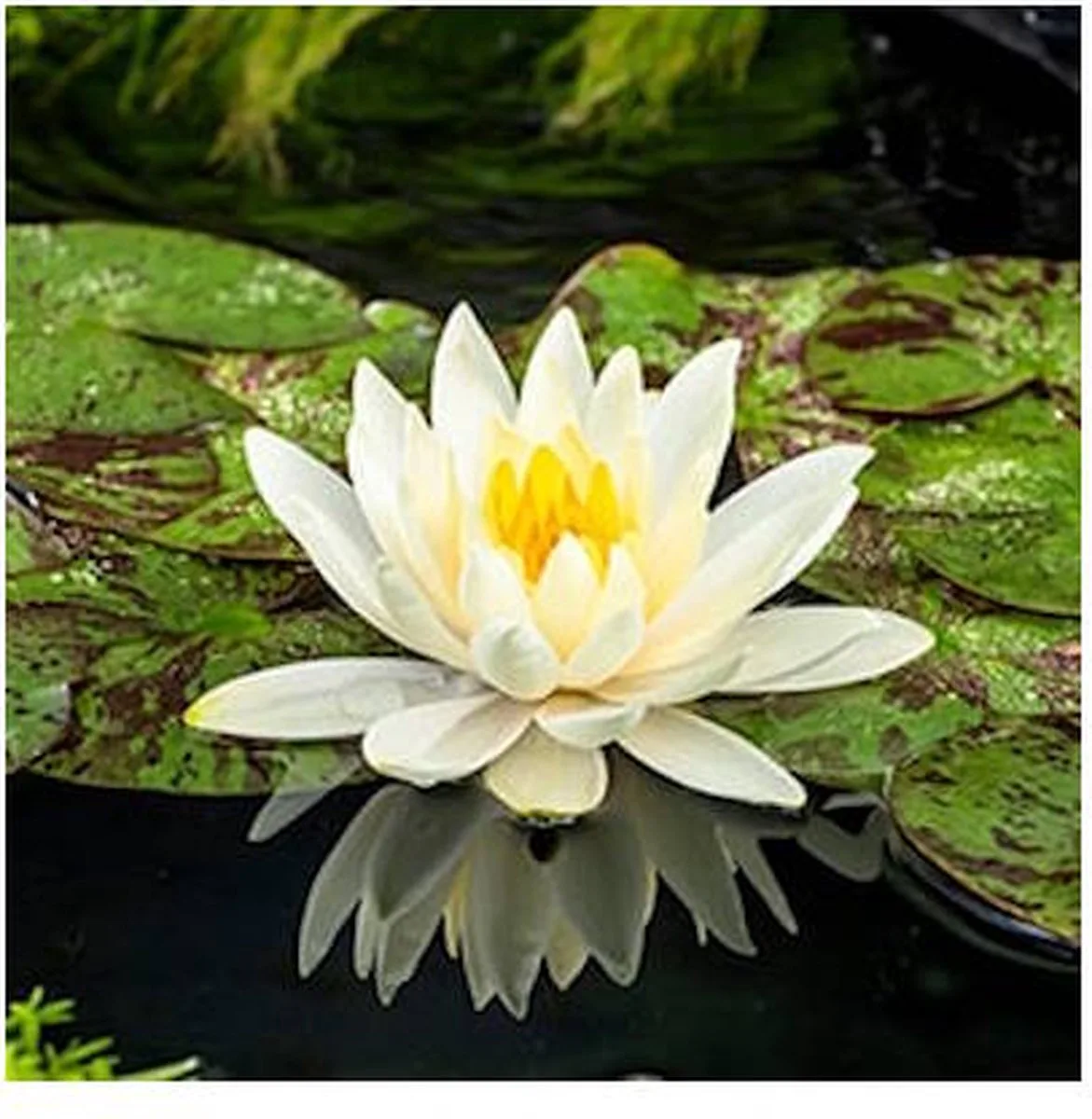 Nymphaea Lemon Mist | Waterlelie | In 11CM pot von Moerings in Grün – Produktfoto