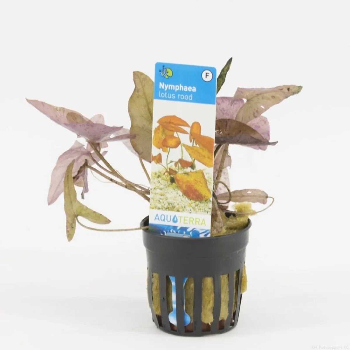 Nymphaea Lotus | Rode Tijger Lotus | in 5 cm pot de Moerings en Rouge – photo produit