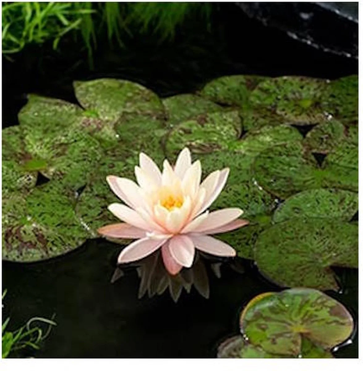 Nymphaea Mangkala Ubol | Waterlelie | In 11CM pot van Moerings in Geel – productfoto