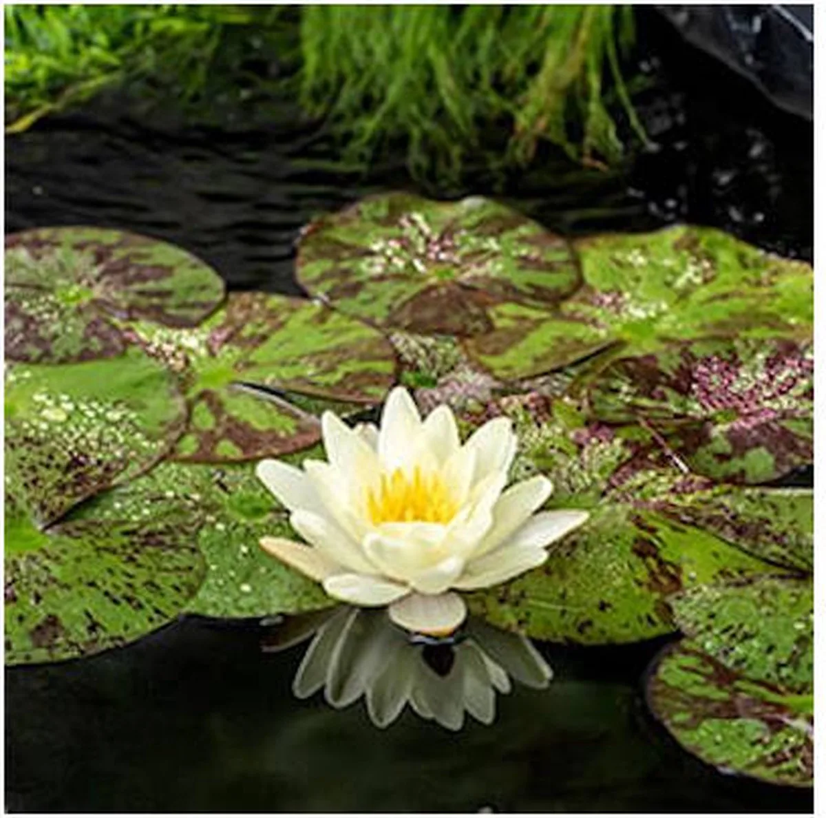 Nymphaea Marliacea Chormat | Waterlelie | In 11CM pot von Moerings in Gelb – Produktfoto
