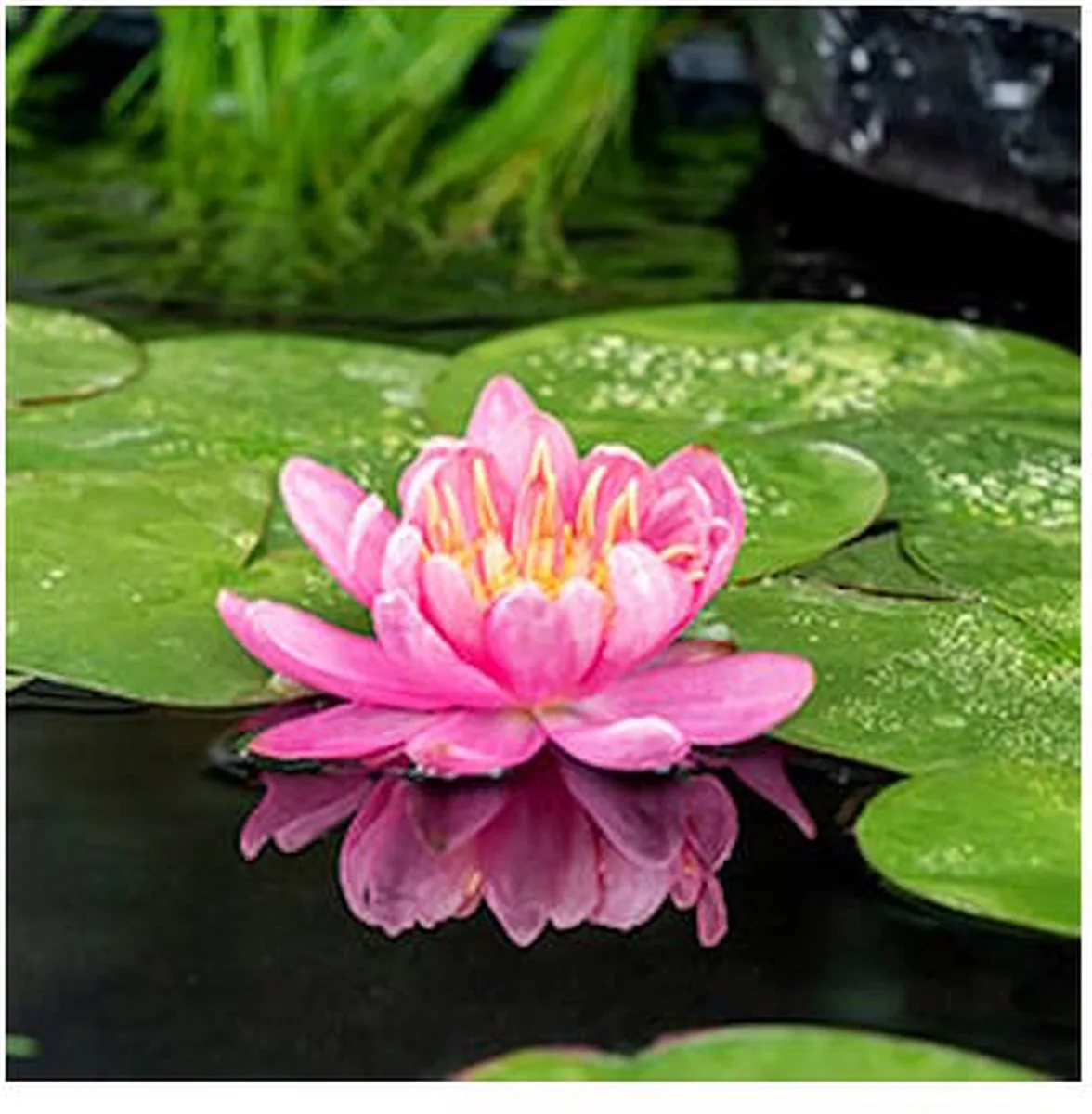 Nymphaea Mayla | Waterlelie | In 11CM pot von Moerings in Fuschia – Produktfoto