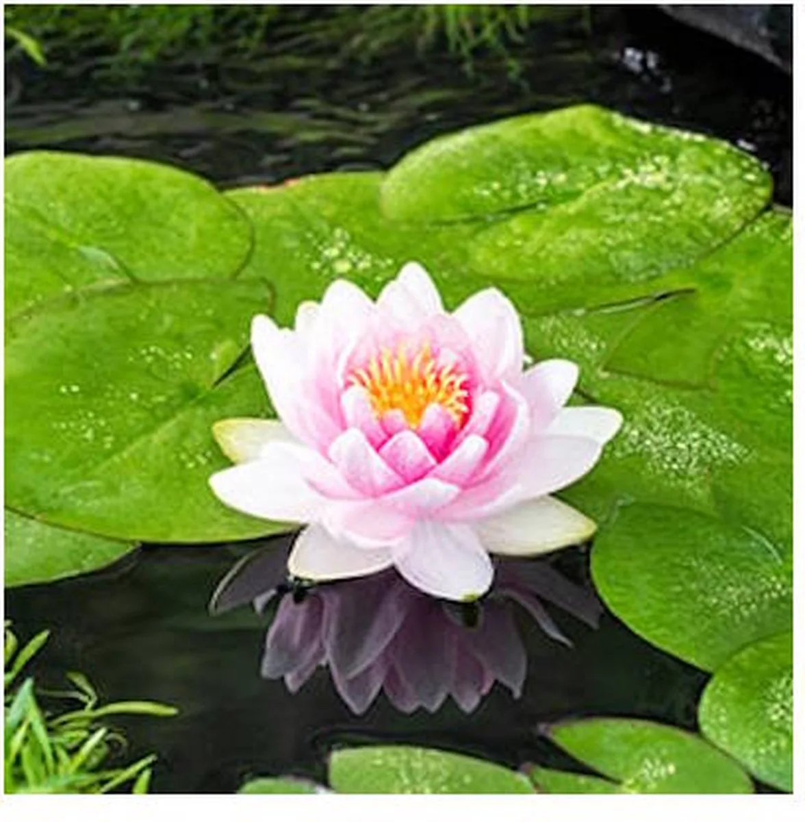 Nymphaea M’d Wilfron Gonnere | Waterlelie | In 11CM pot från Moerings i Rosa – produktbild
