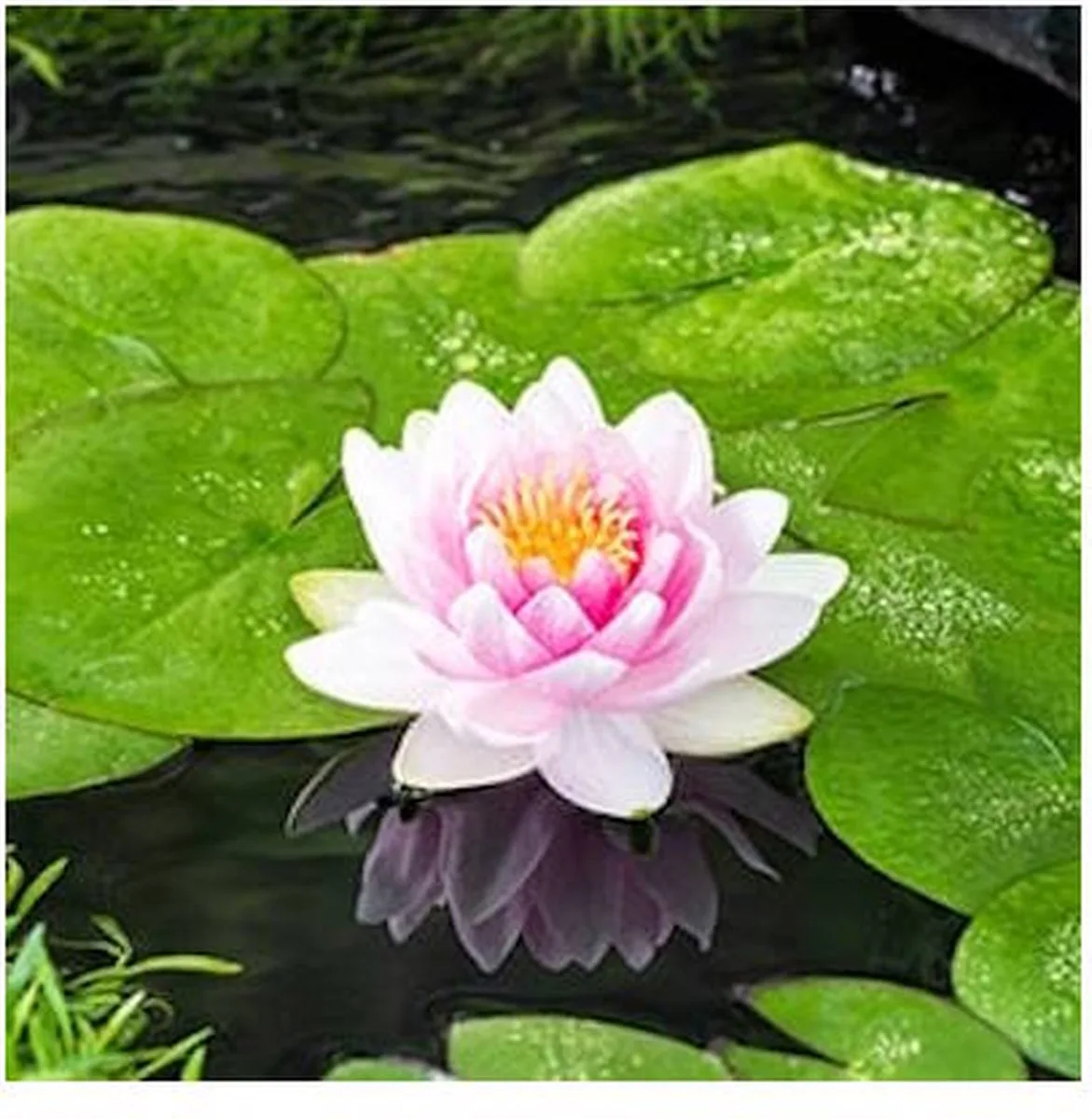 Nymphaea M’d Wilfron Gonnere | Waterlelie | In 3L Mand från Moerings i Rosa – produktbild