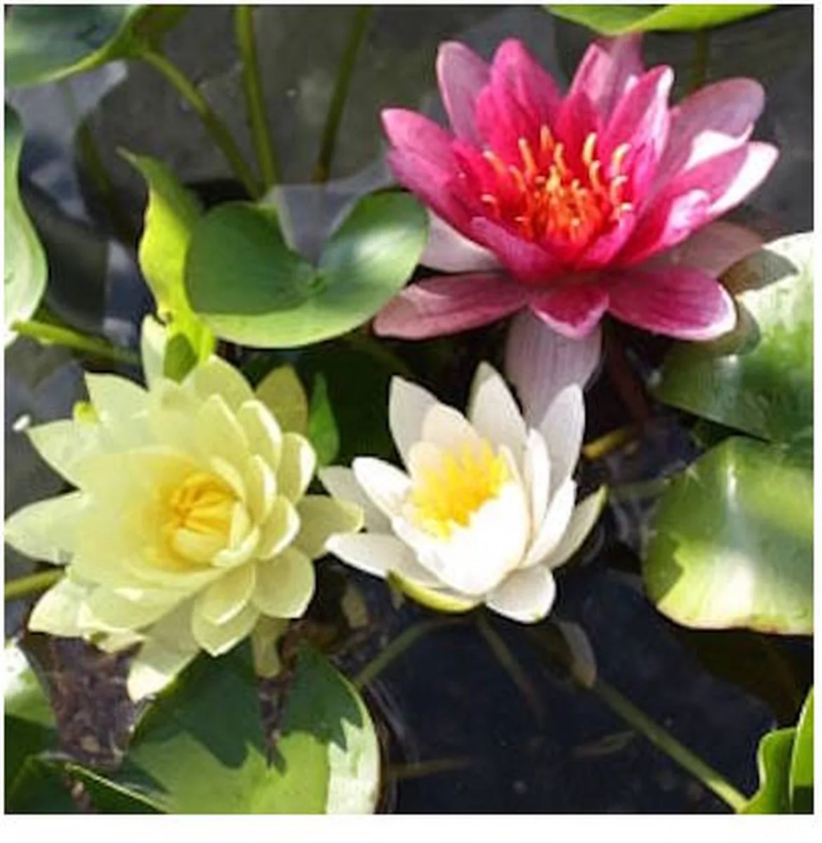 Nymphaea Mix Trio | Waterlelie | In 3L Mand von Moerings in Weiß – Produktfoto