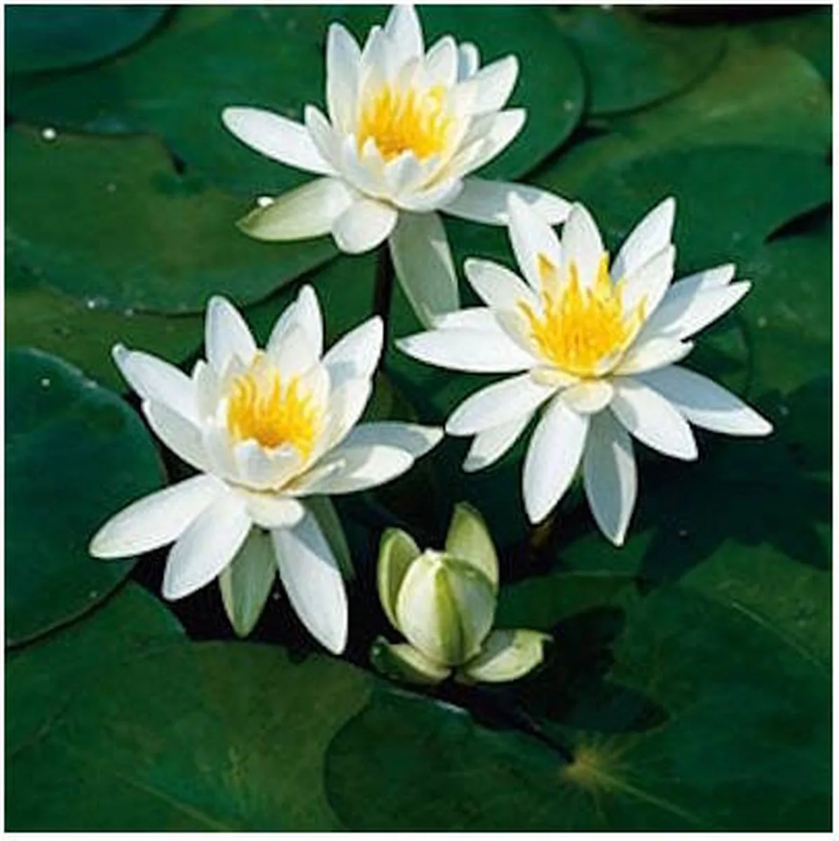 Nymphaea Odorata Alba | Waterlelie | In 11CM pot von Moerings in Gelb – Produktfoto