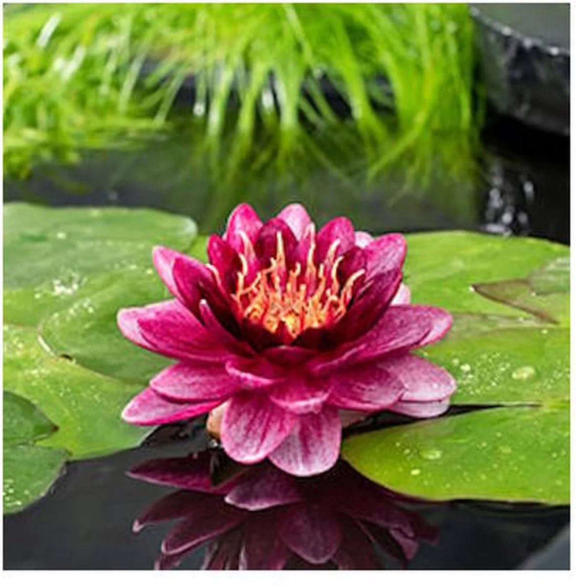Nymphaea Perry Almost Black | Waterlelie | In 11CM pot de Moerings en Noir – photo produit