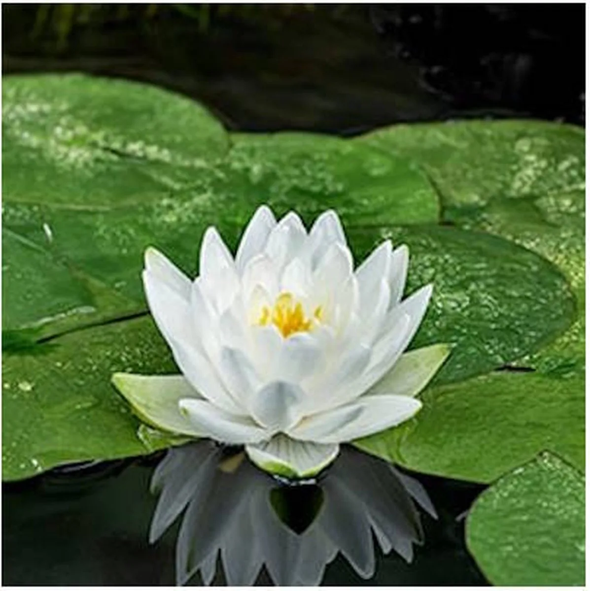 Nymphaea Perry’s Double White | Waterlelie | In 11CM pot från Moerings i Vit – produktbild
