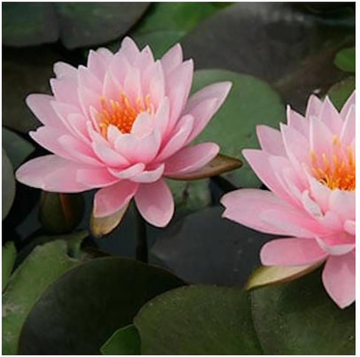 Nymphaea Peter Slocum | Waterlelie | In 3L Mand von Moerings in Rosa – Produktfoto