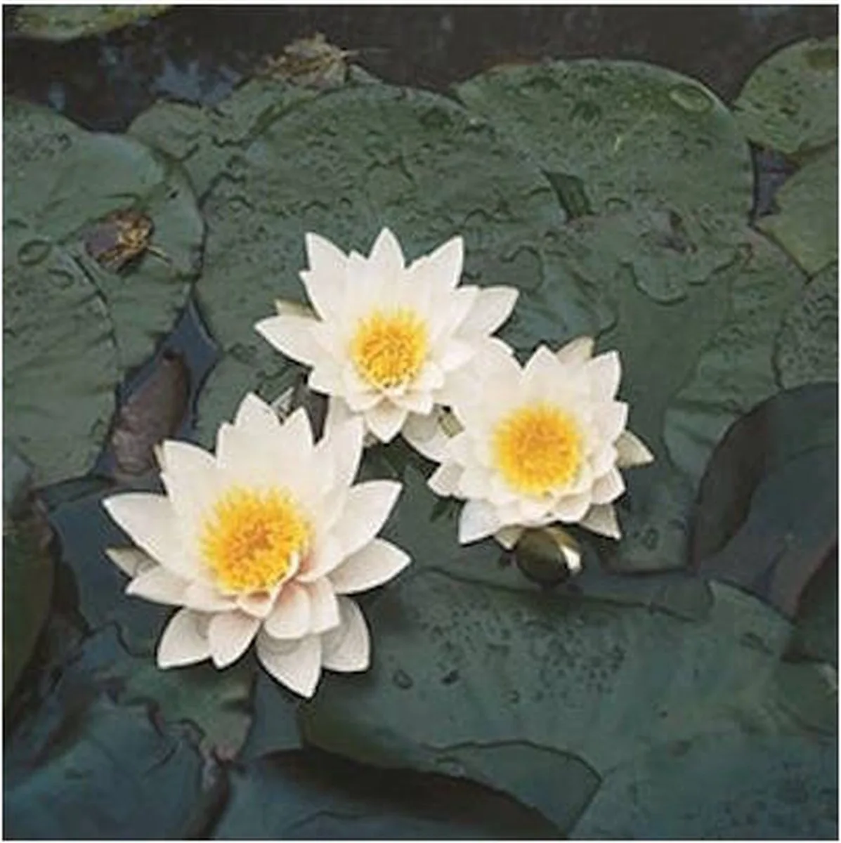 Nymphaea Pygmea Alba | Waterlelie | In 11CM pot fra Moerings i Hvid – produktbillede
