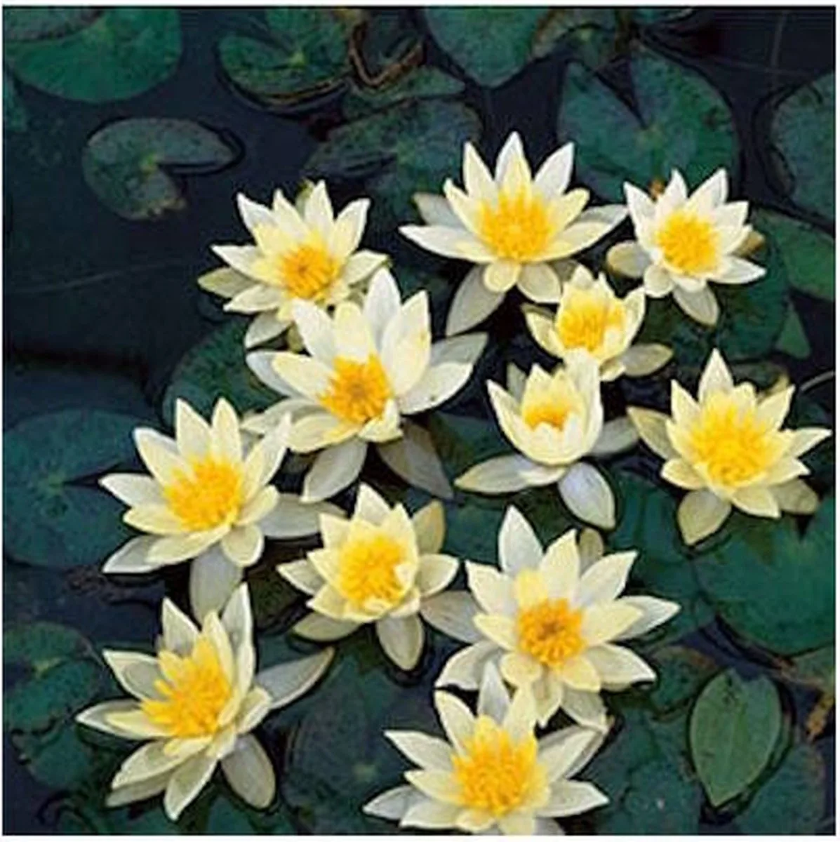 Nymphaea Pygmea Helvola | Waterlelie | In 11CM pot fra Moerings i Bleekgeel – produktbillede