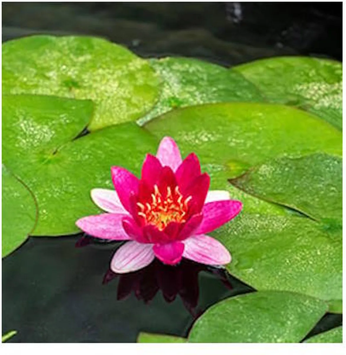 Nymphaea Pygmea Rubra | Waterlelie | In 3L Mand fra Moerings i Grøn – produktbillede