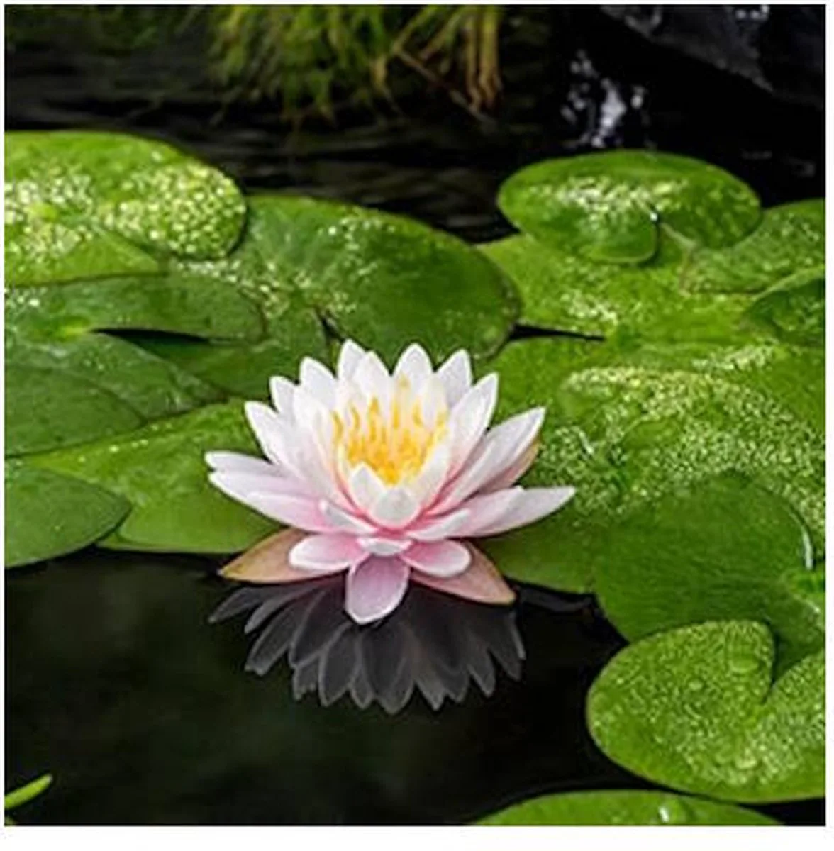 Nymphaea Ray Davies | Waterlelie | In 11CM pot von Moerings in Rosa – Produktfoto