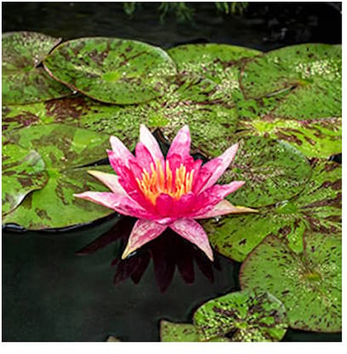 Nymphaea Red Spider | Waterlelie | In 11CM pot von Moerings in Rot – Produktfoto