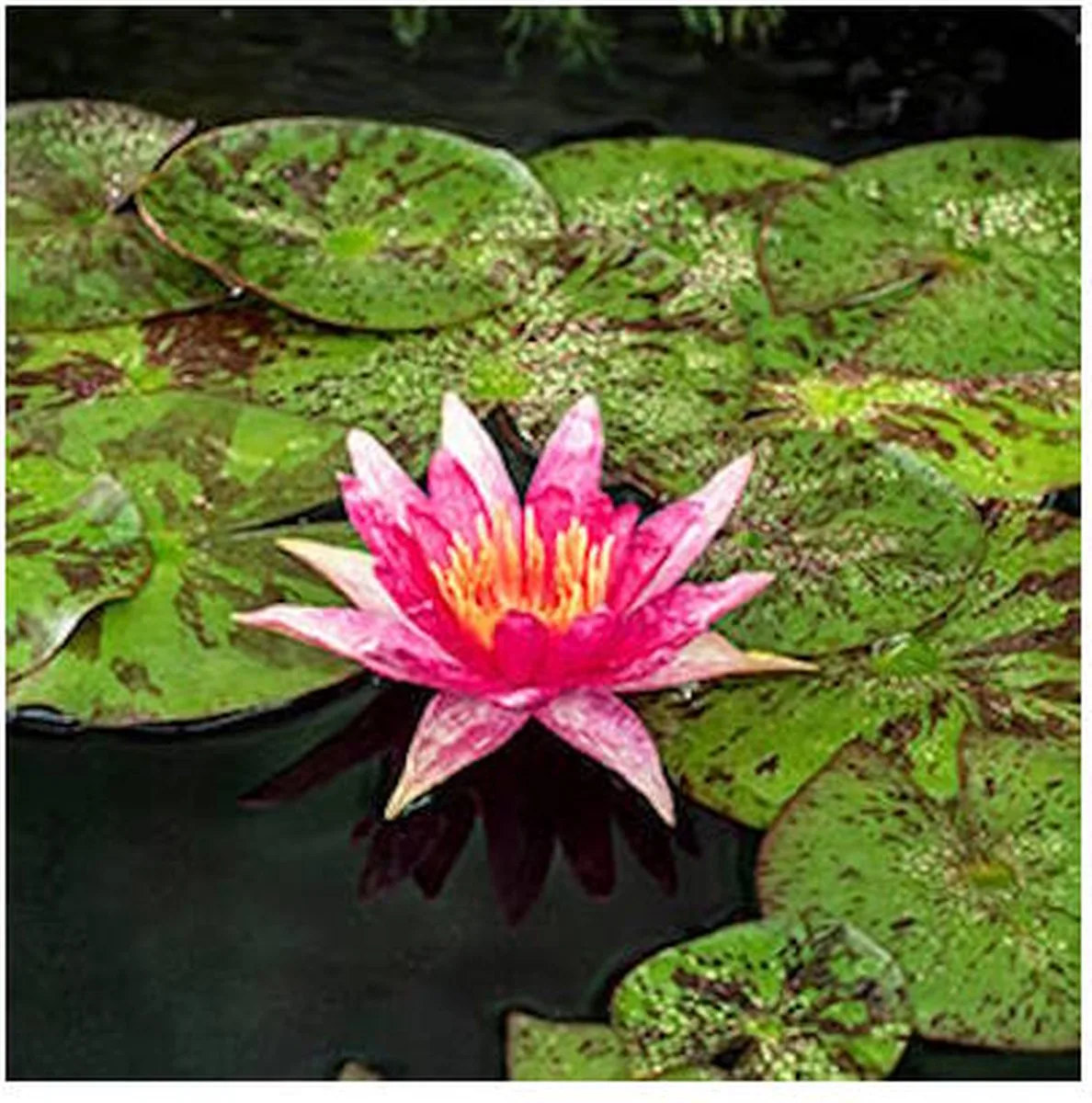 Nymphaea Red Spider | Waterlelie | In 3L Mand von Moerings in Rot – Produktfoto