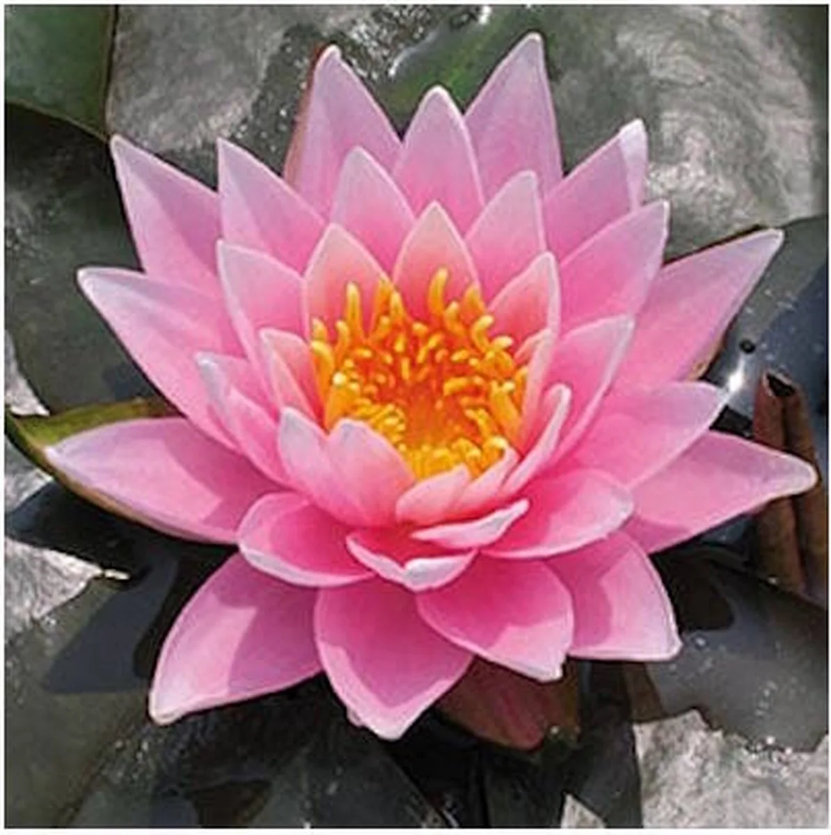 Nymphaea Rose Arey | Waterlelie | In 11CM pot von Moerings in Rosa – Produktfoto