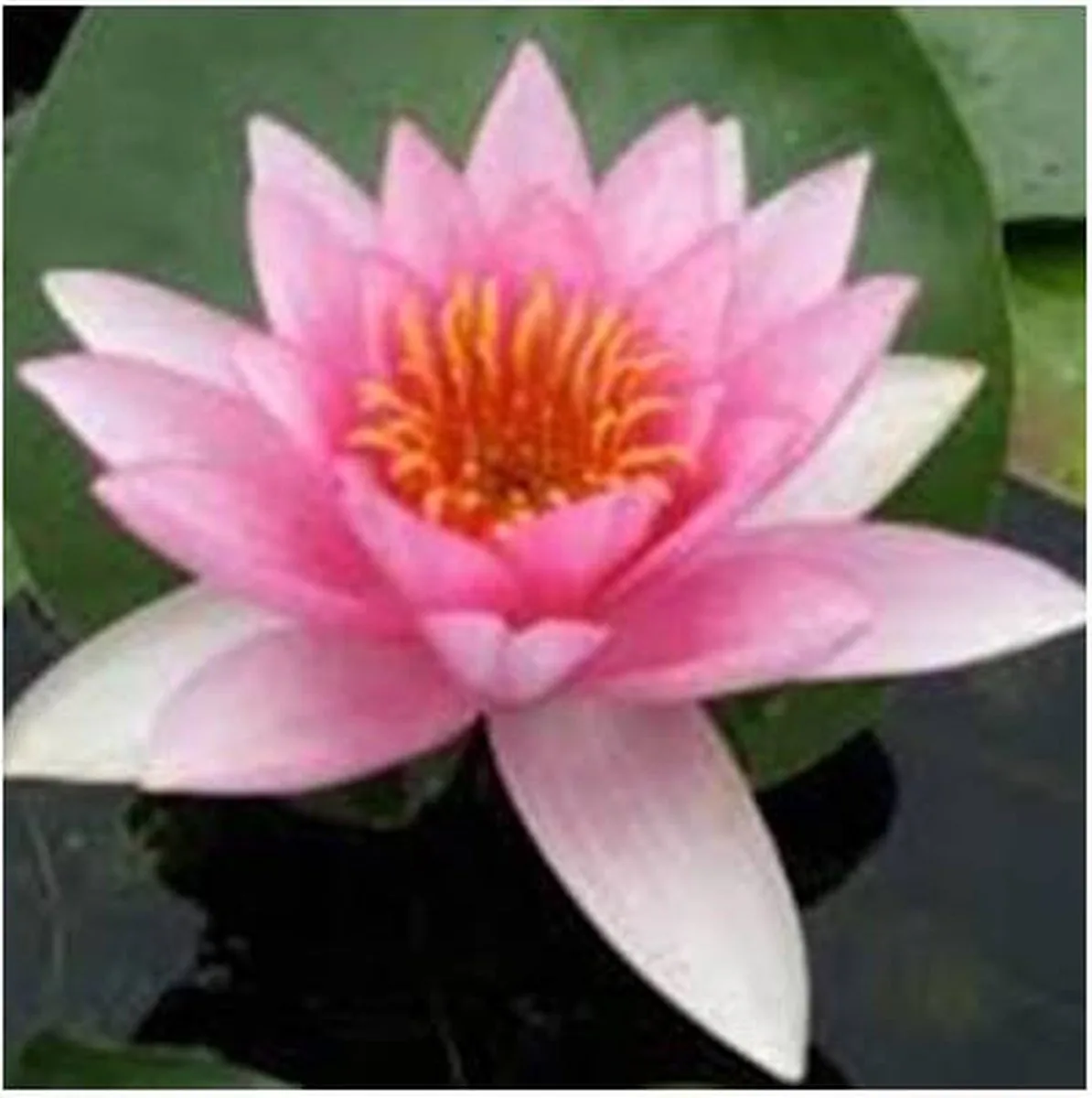 Nymphaea Rubra Punctata | Waterlelie | In 11CM pot från Moerings – produktbild