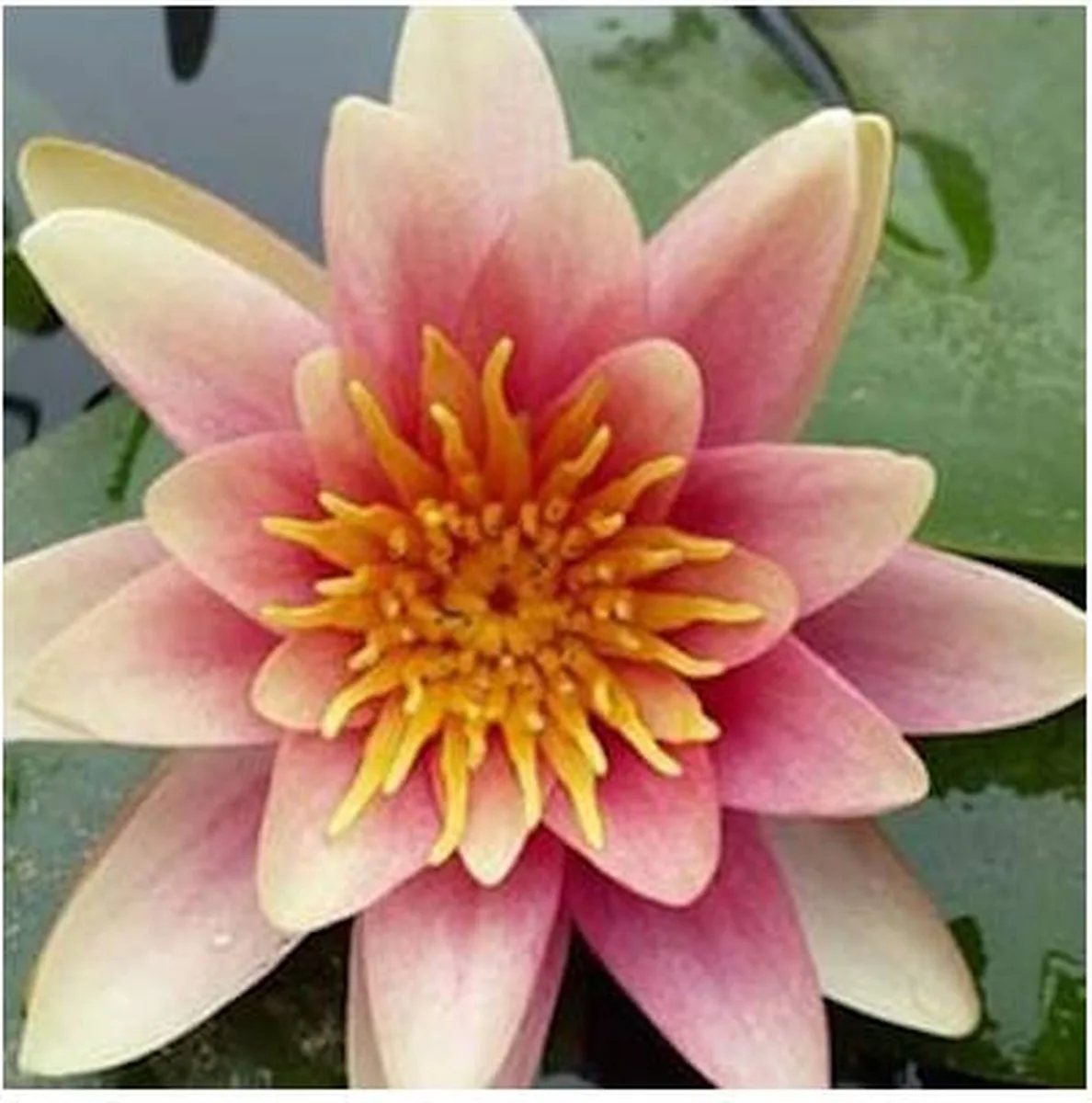 Nymphaea Sioux | Waterlelie | In 11CM pot von Moerings in Rosa – Produktfoto