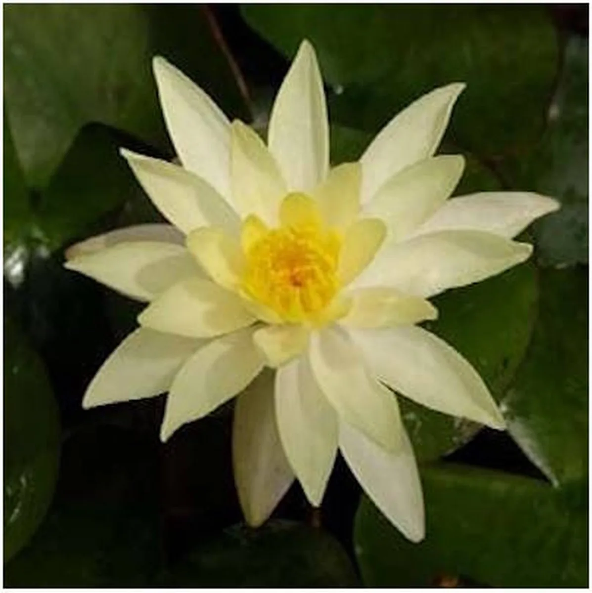 Nymphaea Sulphurea | Waterlelie | In 3L Mand från Moerings i Gul – produktbild