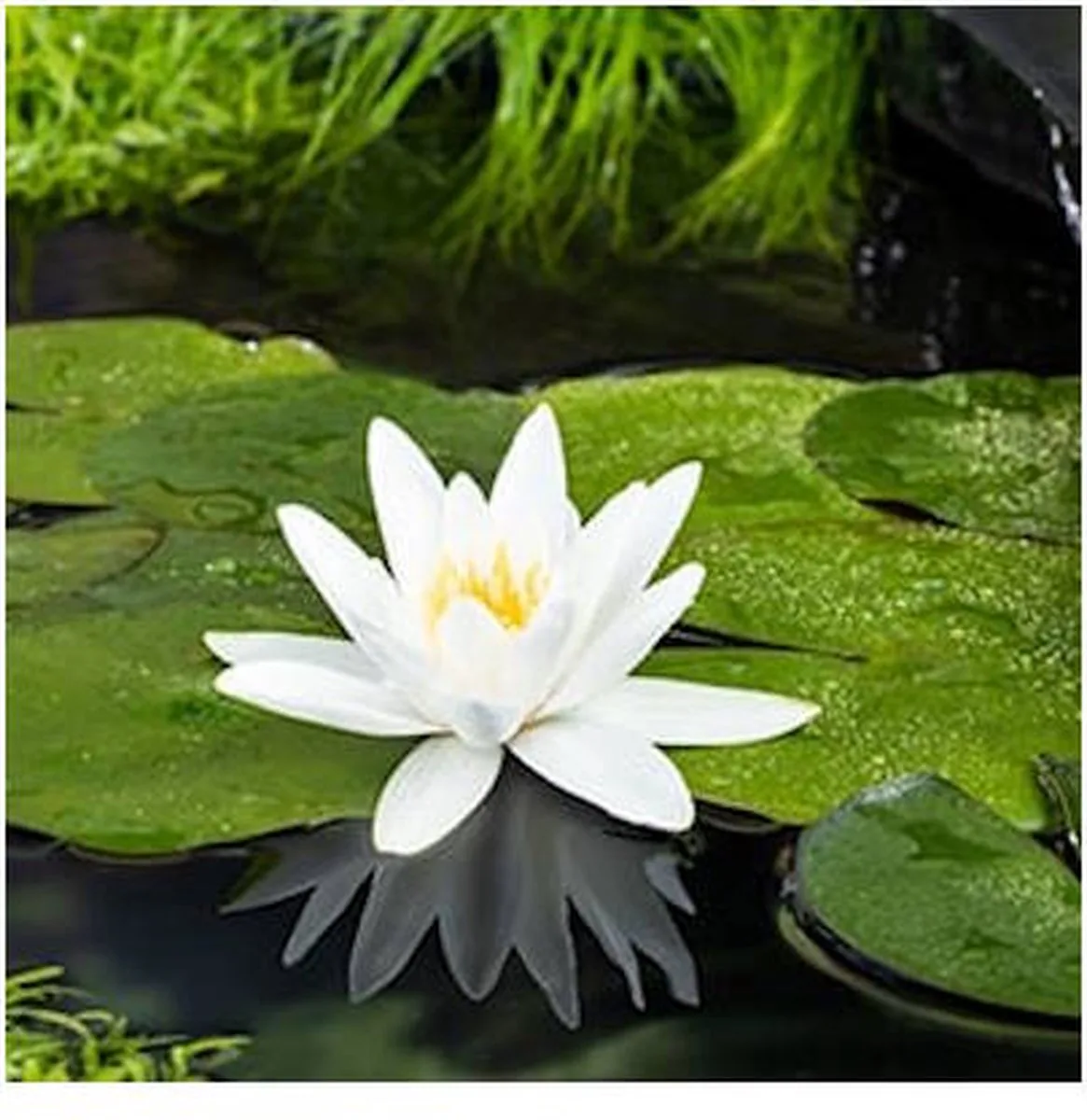 Nymphaea Tetragona | Waterlelie | In 11CM pot fra Moerings i Gul – produktbillede