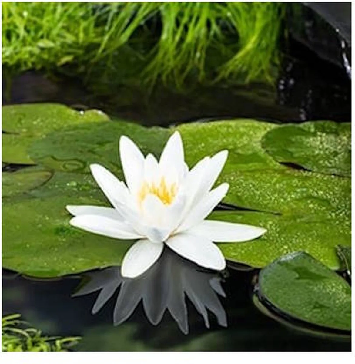 Nymphaea Tetragona | Waterlelie | In 3L Mand fra Moerings i Lyserød – produktbillede