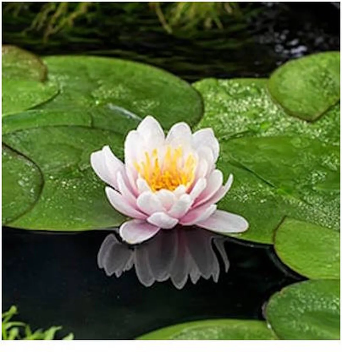 Nymphaea Venusta | Waterlelie | In 11CM pot von Moerings in Rosa – Produktfoto