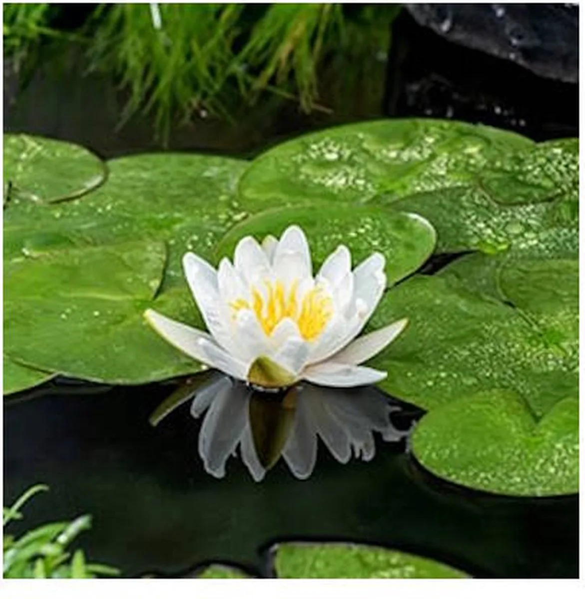 Nymphaea Virginalis | Waterlelie | In 3L Mand von Moerings in Gelb – Produktfoto