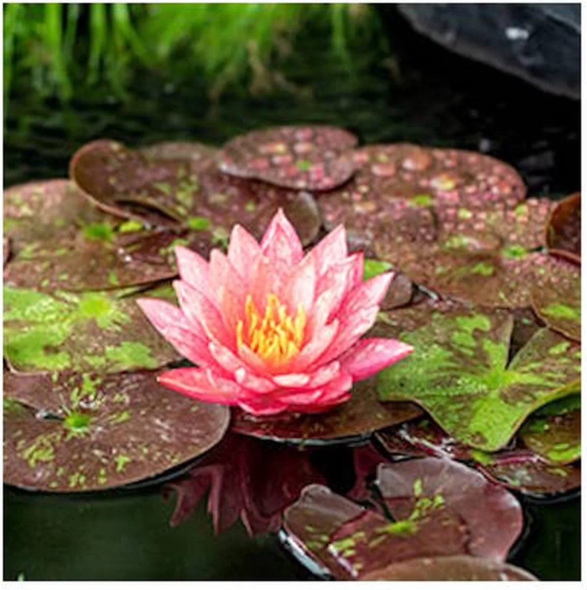Nymphaea Wanvisa | Waterlelie | In 11CM pot från Moerings i Orange – produktbild