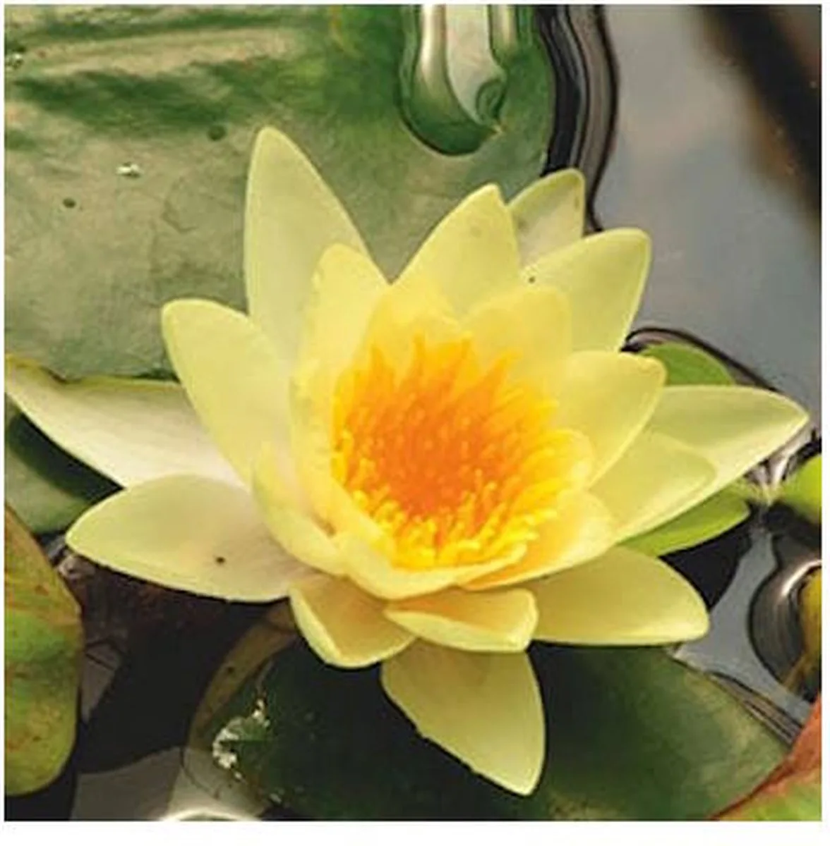 Nymphaea Yellow Sensation | Waterlelie | In 11CM pot de Moerings en Jaune – photo produit