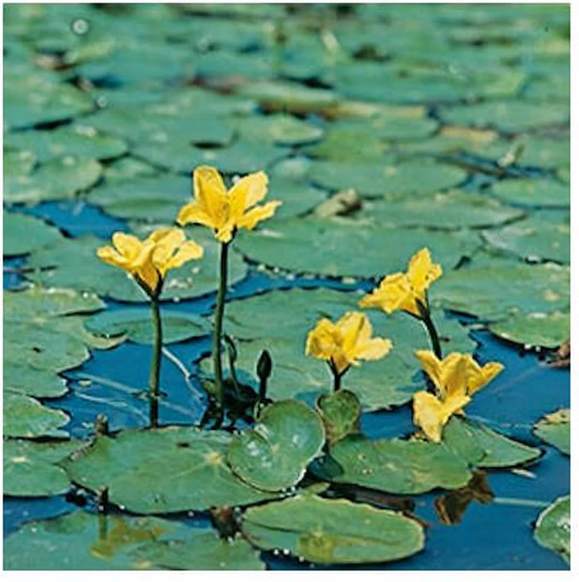 Nymphoides Peltata | Watergentiaan | In 18CM Mand von Moerings in Grün – Produktfoto
