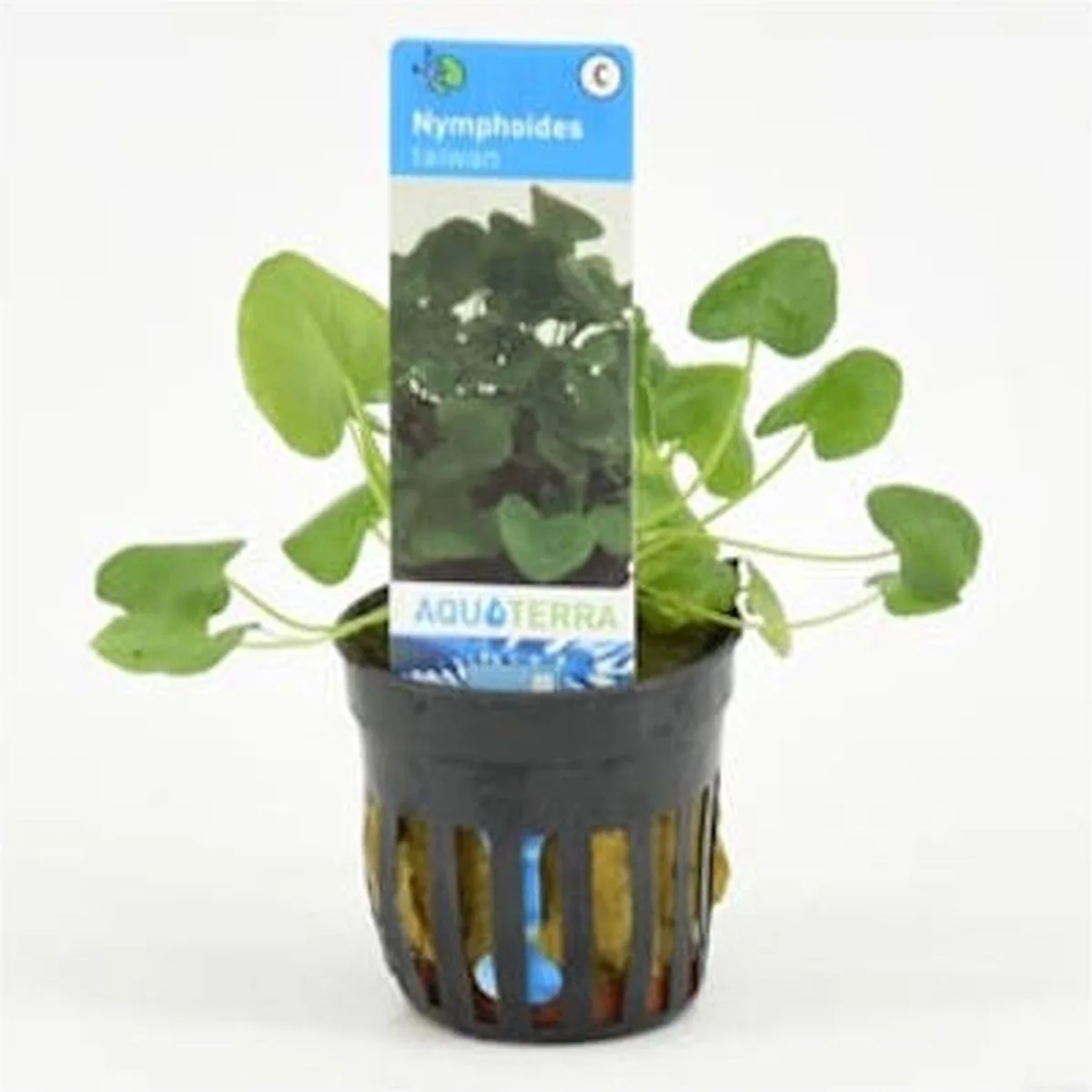 Nymphoides Taiwan Flipper in 5 cm pot von Moerings in Grün – Produktfoto