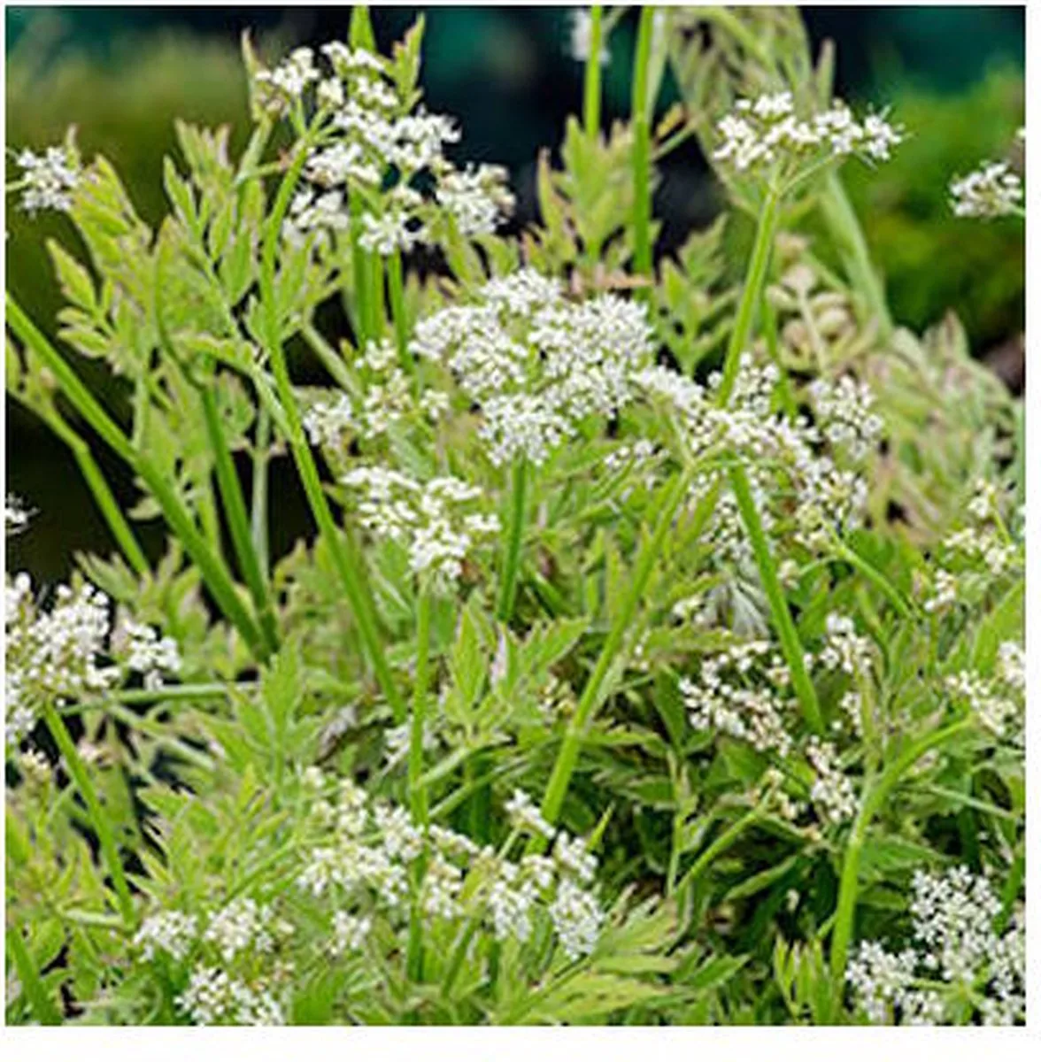 Oenanthe Fistulosa Flamingo | Pijptorkruid | In 9CM pot von Moerings in Grün – Produktfoto