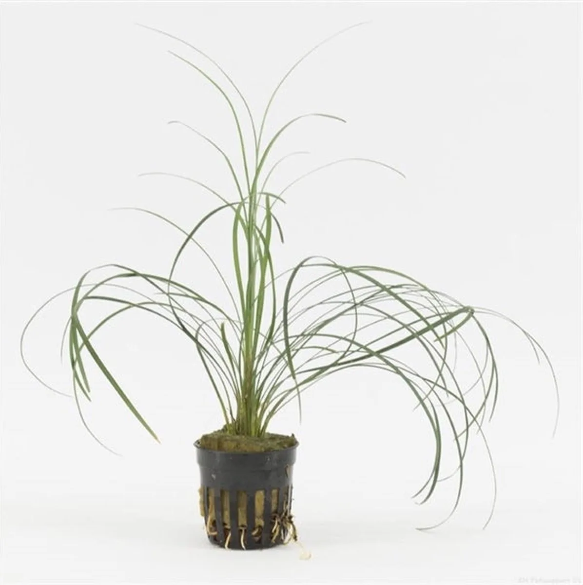 Ophiopogon Japonica | In 9CM pot de Moerings en Vert – photo produit