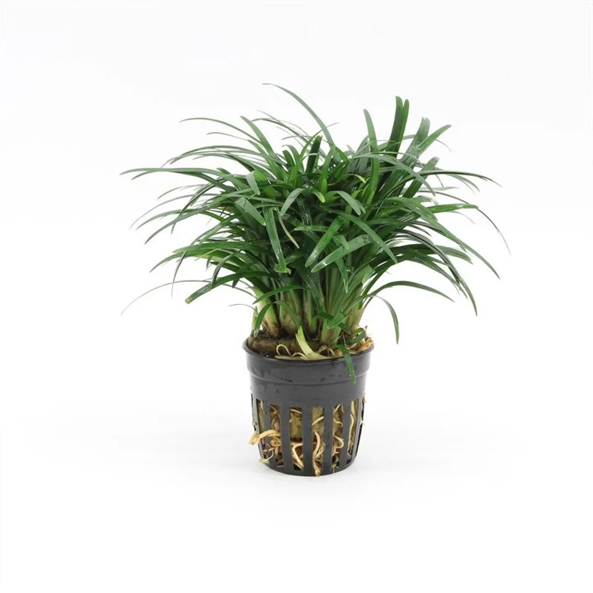 Ophiopogon Japonica Pussilus in 5 cm pot de Moerings en Vert – photo produit