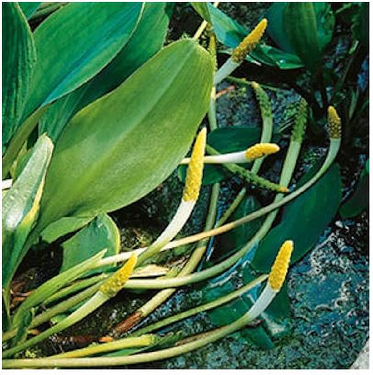Orontium Aquaticum | Goudknots | In 9CM pot från Moerings i Grön – produktbild