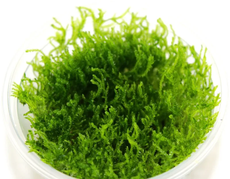 Peacock Moss - Cup 80 cc - Aquarium mos - Aquariumplant - Aquarium decoratie by Moerings in Green – product photo