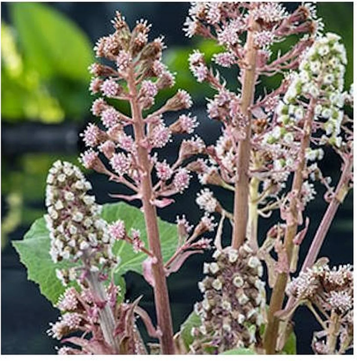 Petasites Hybridus | Groot hoefblad | In 9CM pot by Moerings in Bleekroze – product photo